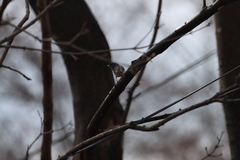 Junco hyemalis