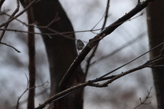 Junco hyemalis