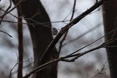 Junco hyemalis