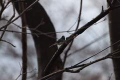 Junco hyemalis
