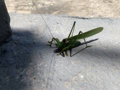 Megatympanon speculatum