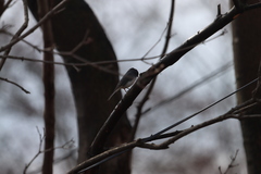 Junco hyemalis