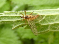 Empis digramma