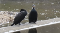 Phalacrocorax carbo