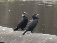Phalacrocorax carbo