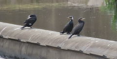 Phalacrocorax carbo