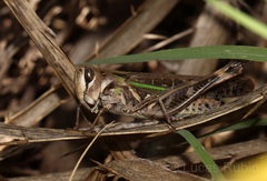 Rhammatocerus pictus