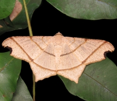 Geometridae
