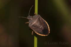 Euschistus sharpi