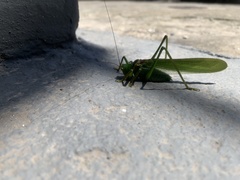 Megatympanon speculatum