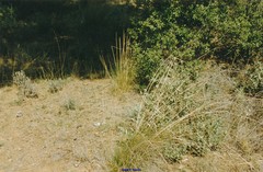 Stipa lagascae