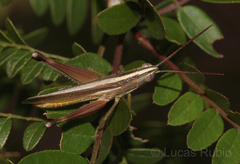 Staurorhectus longicornis