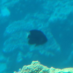 Pomacentrus trichrourus