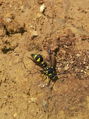 Eumenes mediterraneus