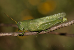 Atrachelacris