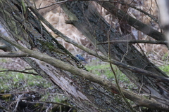 Cyanistes caeruleus caeruleus