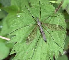 Tipula luna