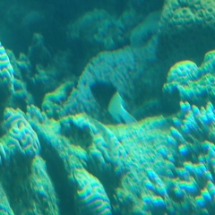 Pycnochromis dimidiatus
