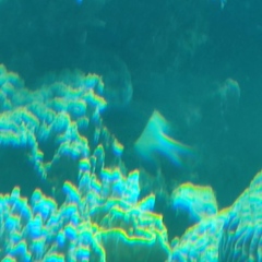 Pycnochromis dimidiatus