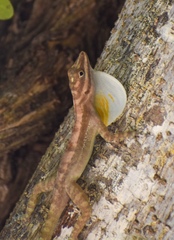 Anolis lucius