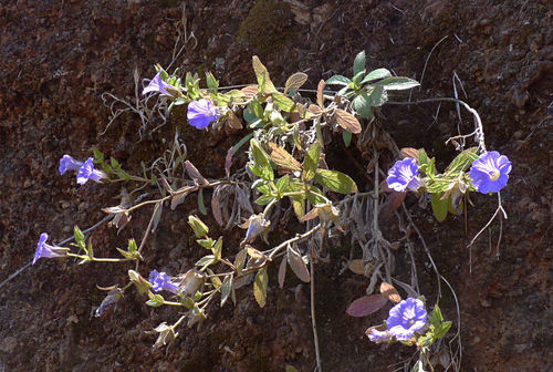 Campanula feijoana image