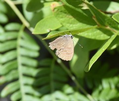 Satyrium liparops strigosum