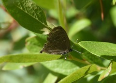 Satyrium liparops strigosum