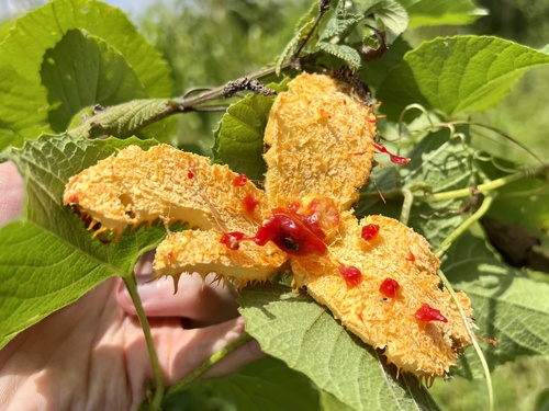 Momordica foetida