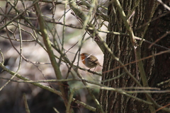 Erithacus rubecula