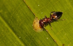 Crematogaster castanea