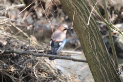 Garrulus glandarius