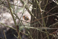 Erithacus rubecula