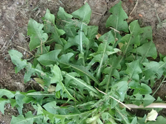 Taraxacum pallidipes