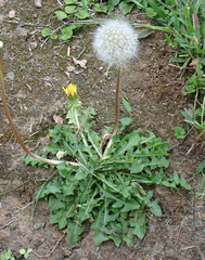 Taraxacum pallidipes