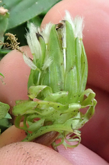 Taraxacum pallidipes