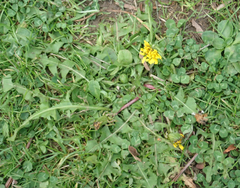 Taraxacum pallidipes