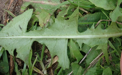 Taraxacum pallidipes