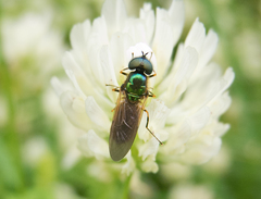 Chloromyia