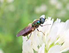 Chloromyia