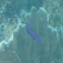 Pseudochromis fridmani