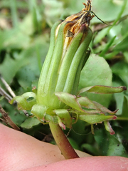 Taraxacum pallidipes