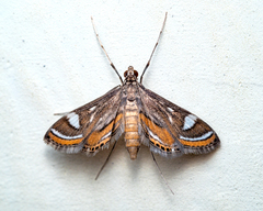 Strepsinoma croesusalis