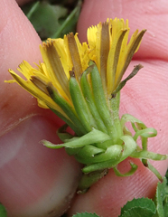 Taraxacum pallidipes