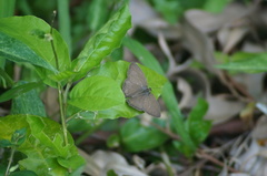 Cissia phronius