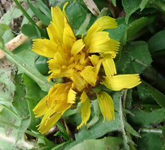 Taraxacum pallidipes