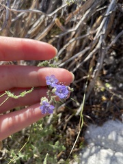 Phacelia corrugata