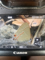 Electrostrymon hugon