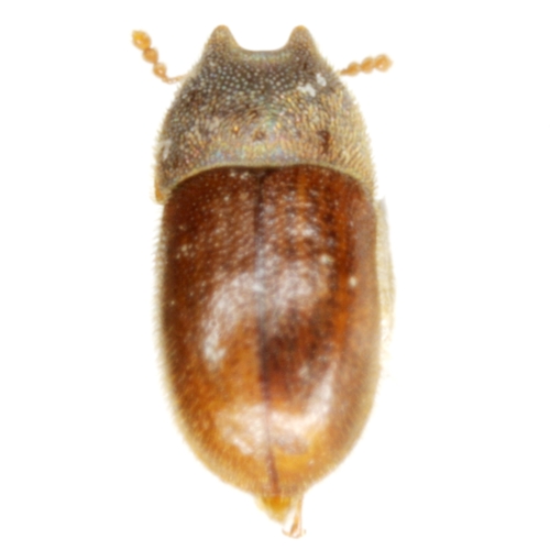 Cis quadridentatus · NaturaLista Mexico