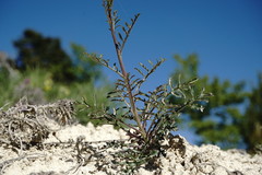 Brassica elongata pinnatifida