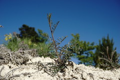 Brassica elongata pinnatifida